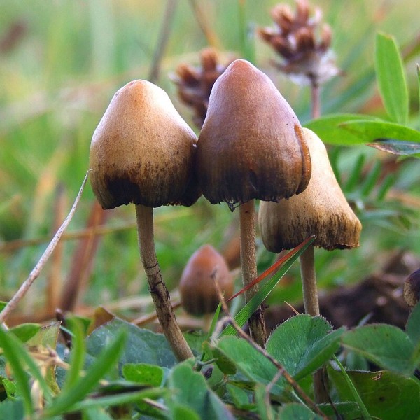 c7fc5b35979d3804a1d793368f84826a_1754273215_2697.jpg